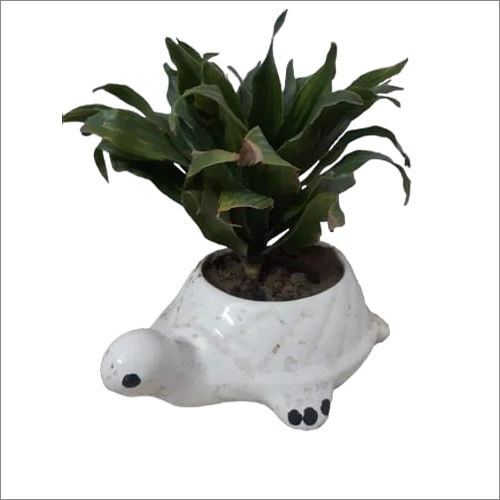 Polyresin White Turtle Planter