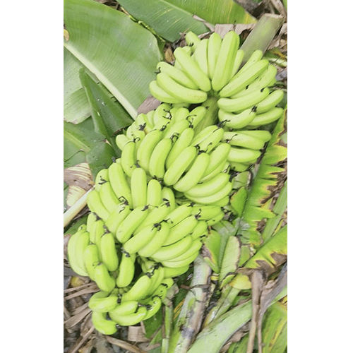 Fresh Banana