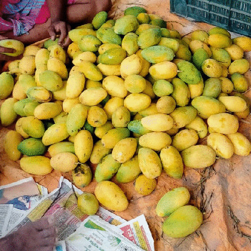 Fresh Mango