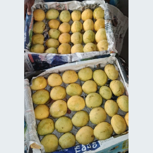 Common Fresh Himsagar Mango