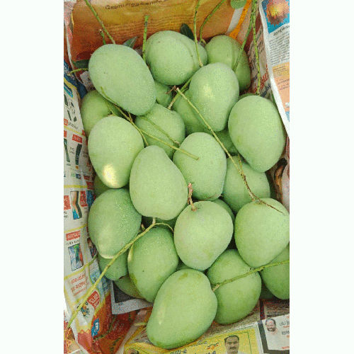 Common Fresh Begum Phuli Mango