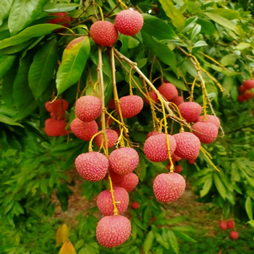  सामान्य ताजा लाल लीची