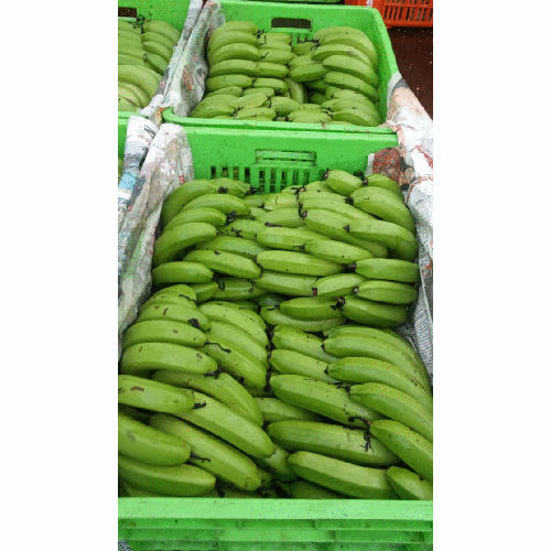 A Grade Fresh Robusta Banana, Packaging Size: Bunch