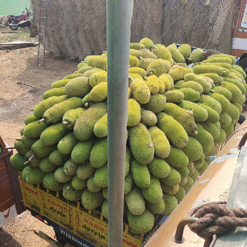 Fresh Jackfruit