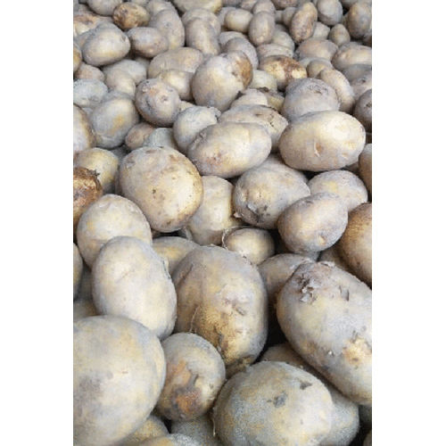 Fresh Chandramukhi Potato