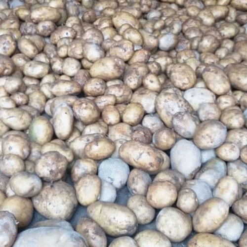 Fresh Pukhraj Potato