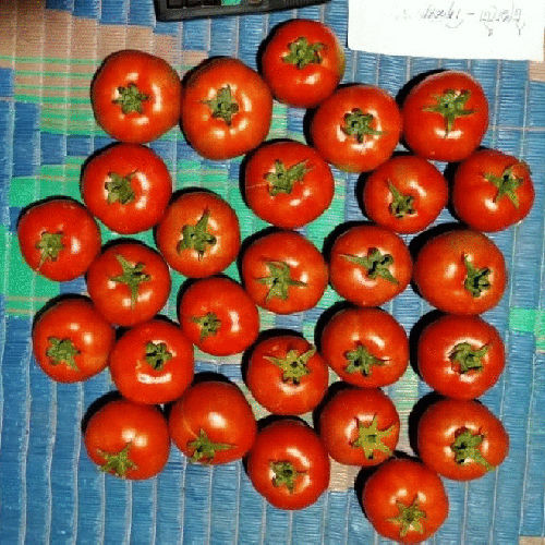 Fresh Red Tomato