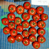 Fresh Red Tomato - Moisture (%): Nil