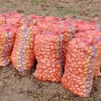 Fresh Chandramukhi Potato