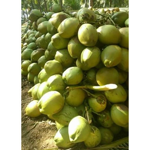 Natural Green Coconut