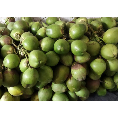 Common Green Tender Coconut