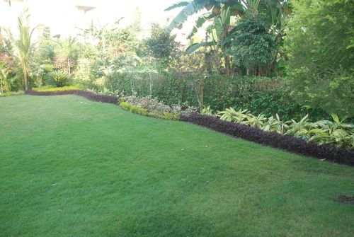 Grass Lawn Landscaping Services