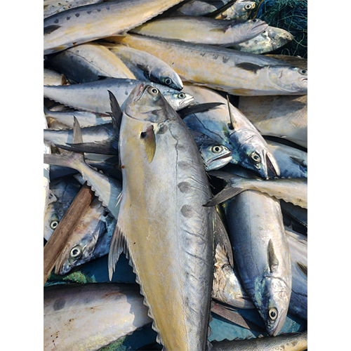 High Quality Queen Fish At Best Price In Srikakulam Sagar Enterprises high-quality-queen-fish-at-best-price-in-srikakulam-sagar-enterprises