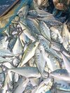 Queen Fish - Fresh Fish Products , Vacuum-sealed Quality Variety Including Salmon, Cod, Tuna, Mackerel, Sardines, Ethical Sourcing
