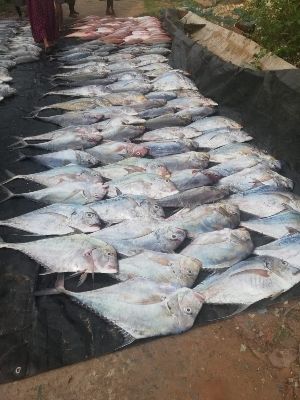 Parai Fish