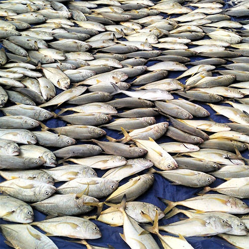 Fresh Parai Fish