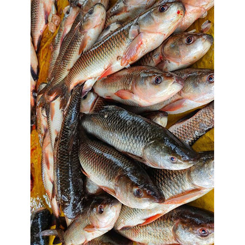 High Quality Rohu Fish