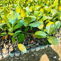 Pink Jack Fruit Plant - Various Sizes Available, Green Leaves, Excellent Meat Substitute For Vegan Dishes