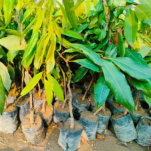 Litchi Plant