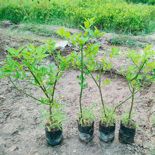 Different Available Kolkata Patti Lemon Plant