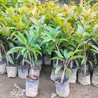 Different Available Kalapati Chiku Plant