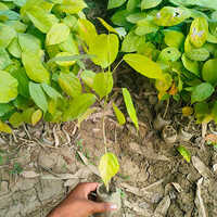 Different Available Sal Plant