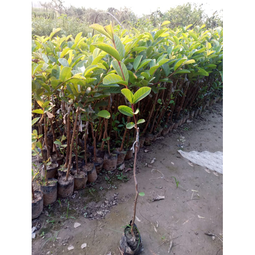 Guava Plant