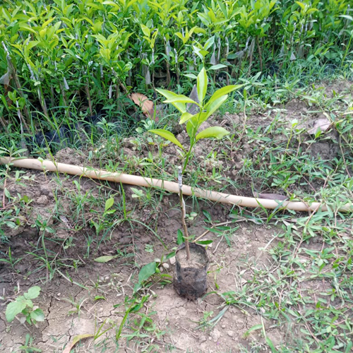 Vietnam Lemon Plant
