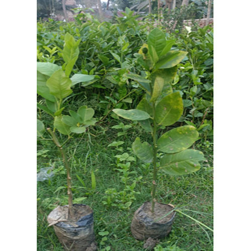 Seedless Lemon Plant