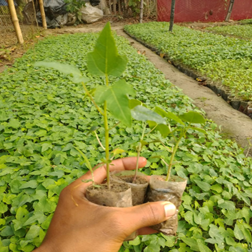 Papaya Plant