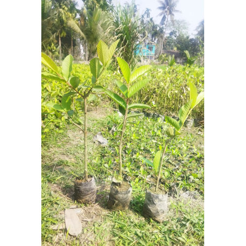 Different Available L49 Guava Plant