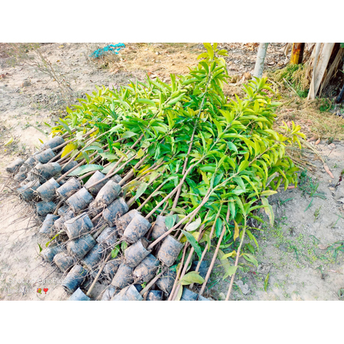 Amrapali Mango Plant