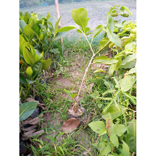 White Jamun Plant