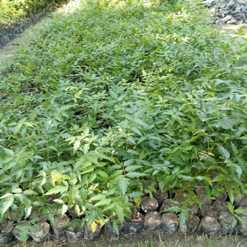 Neem Plant