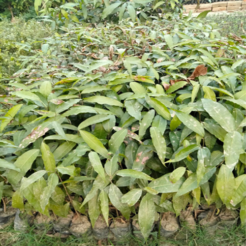 Ashoka Plant