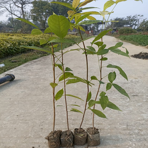 African Mahogany Plant