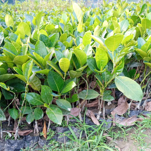 Pink Jackfruit Plant
