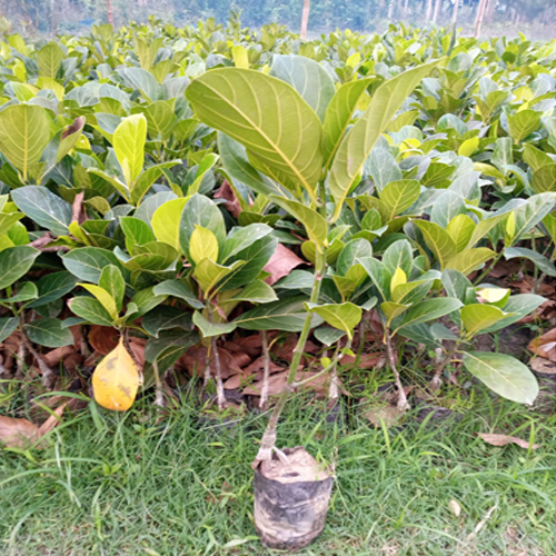 Jackfruit Plant