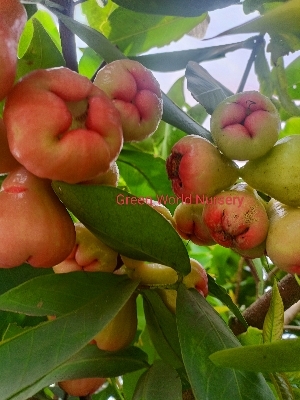 Thai Red Water Apple Plants