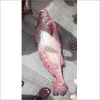 Ghol Fish - Premium Quality White Flesh, Firm Texture | Can Packaging, 1 Month Shelf Life
