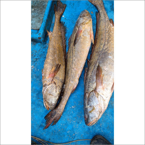 Koti Fish