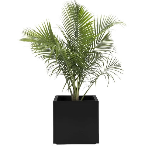 Mofna Squre Shape Frp Planter - Color: Black