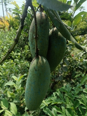 Banana Mango plants