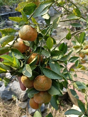 Chaina Sweet Orange plants