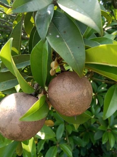 Cricket Ball Chikoo Plants