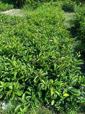 Kalapati Chiku Plants