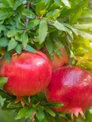 Pomegranate plant