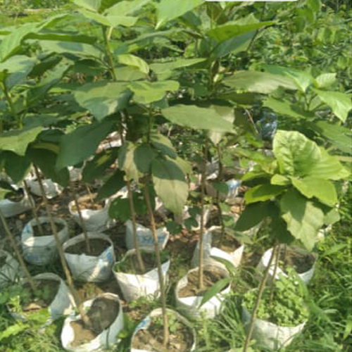 Different Available Cordia Plant