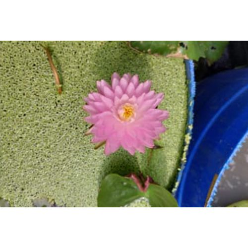 Different Available Lotus Plant