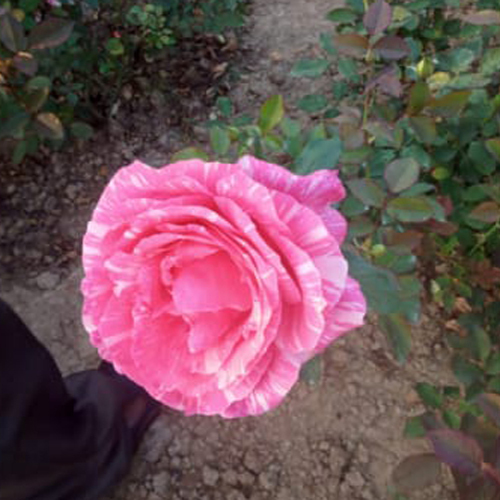 Different Available Pink Rose Plant